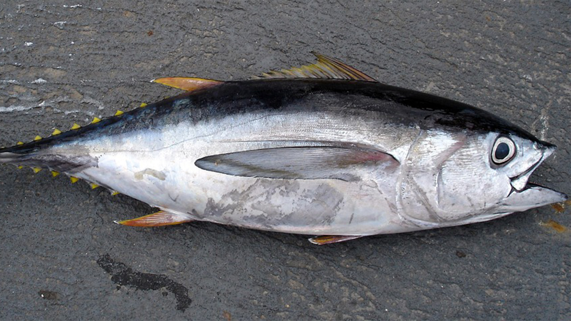 Meeresbewohner von Fuerteventura – Rote Thun (Thunnus thynnus).