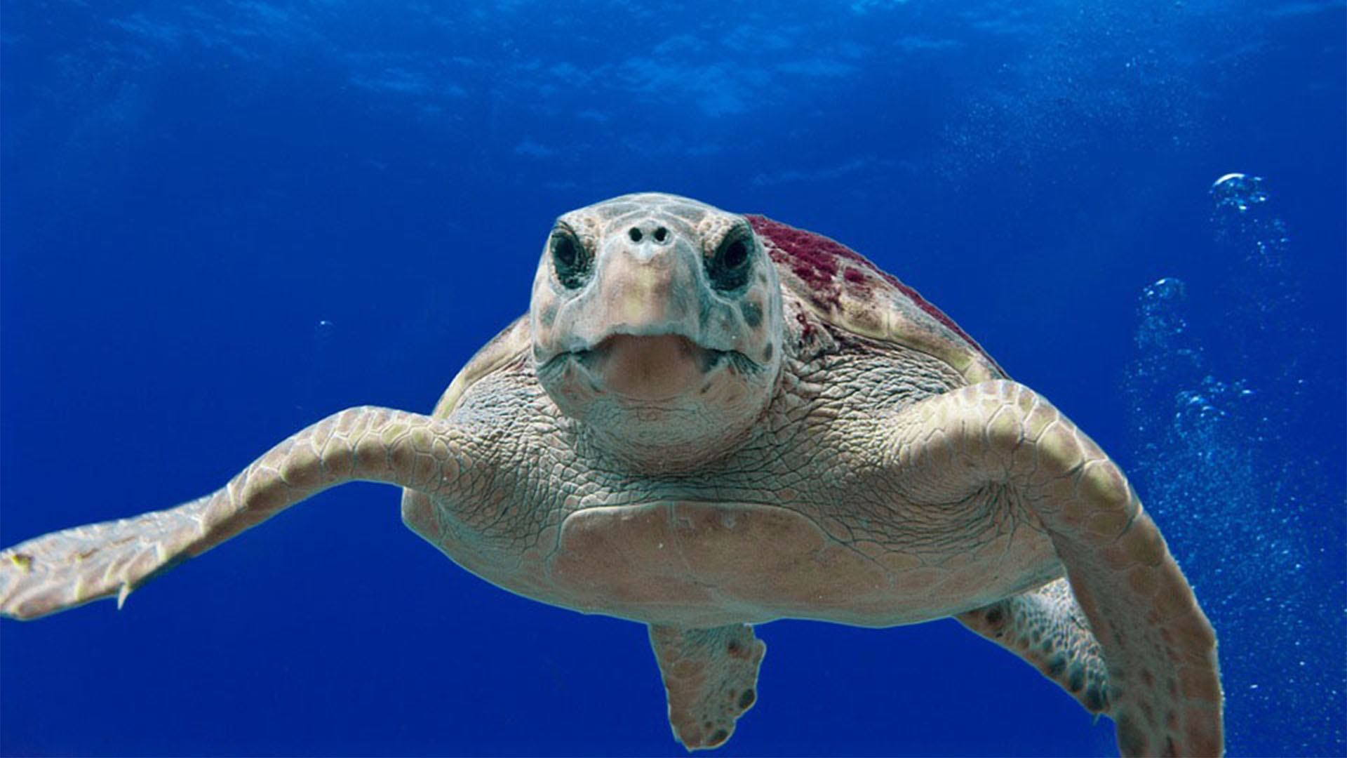 Meeresbewohner von Fuerteventura – Unechte Karettenschildkröte – Caretta caretta.