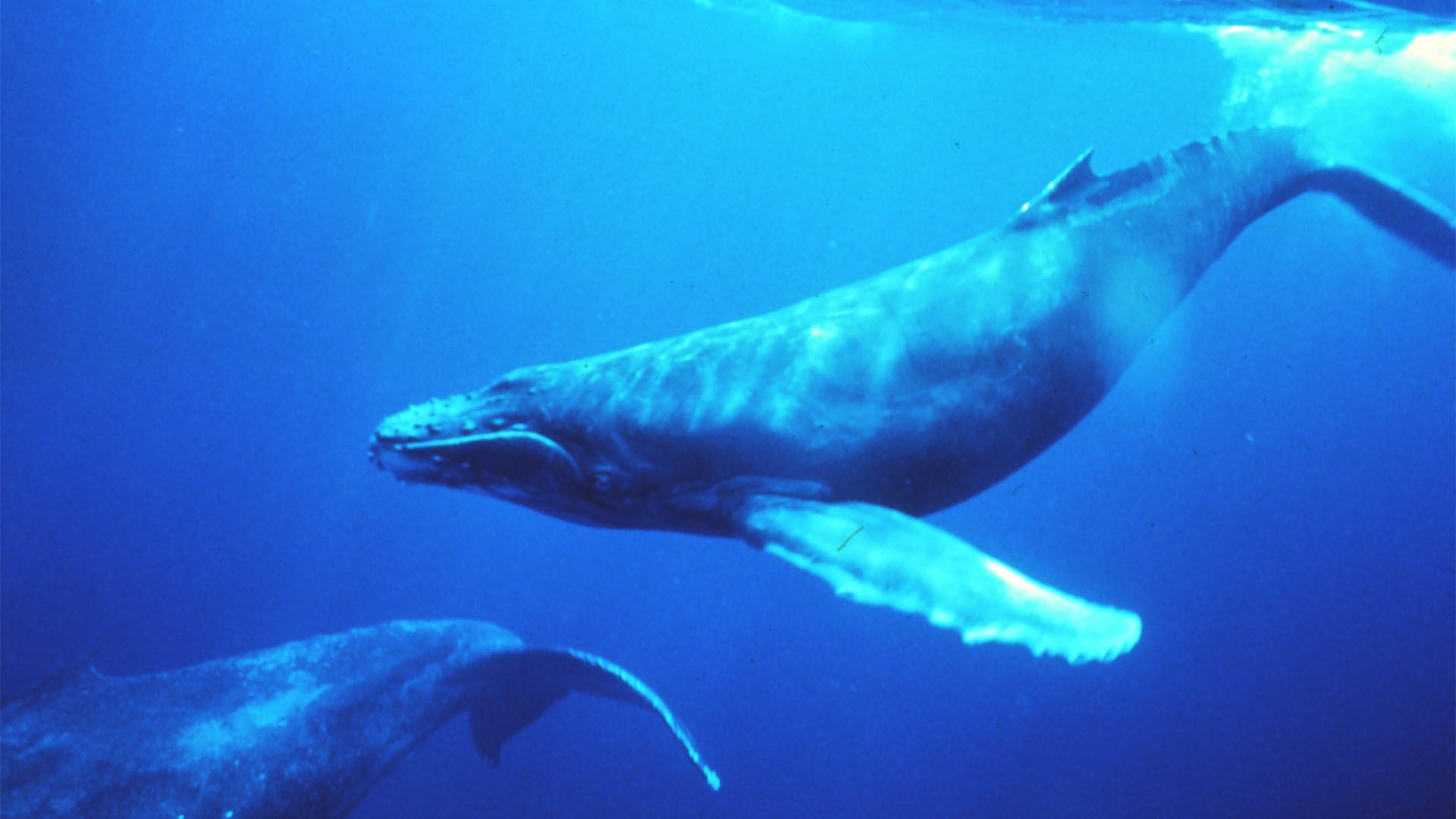 Fauna der Insel Fuerteventura – Meerestiere der Insel und des Kanaren Stromes.