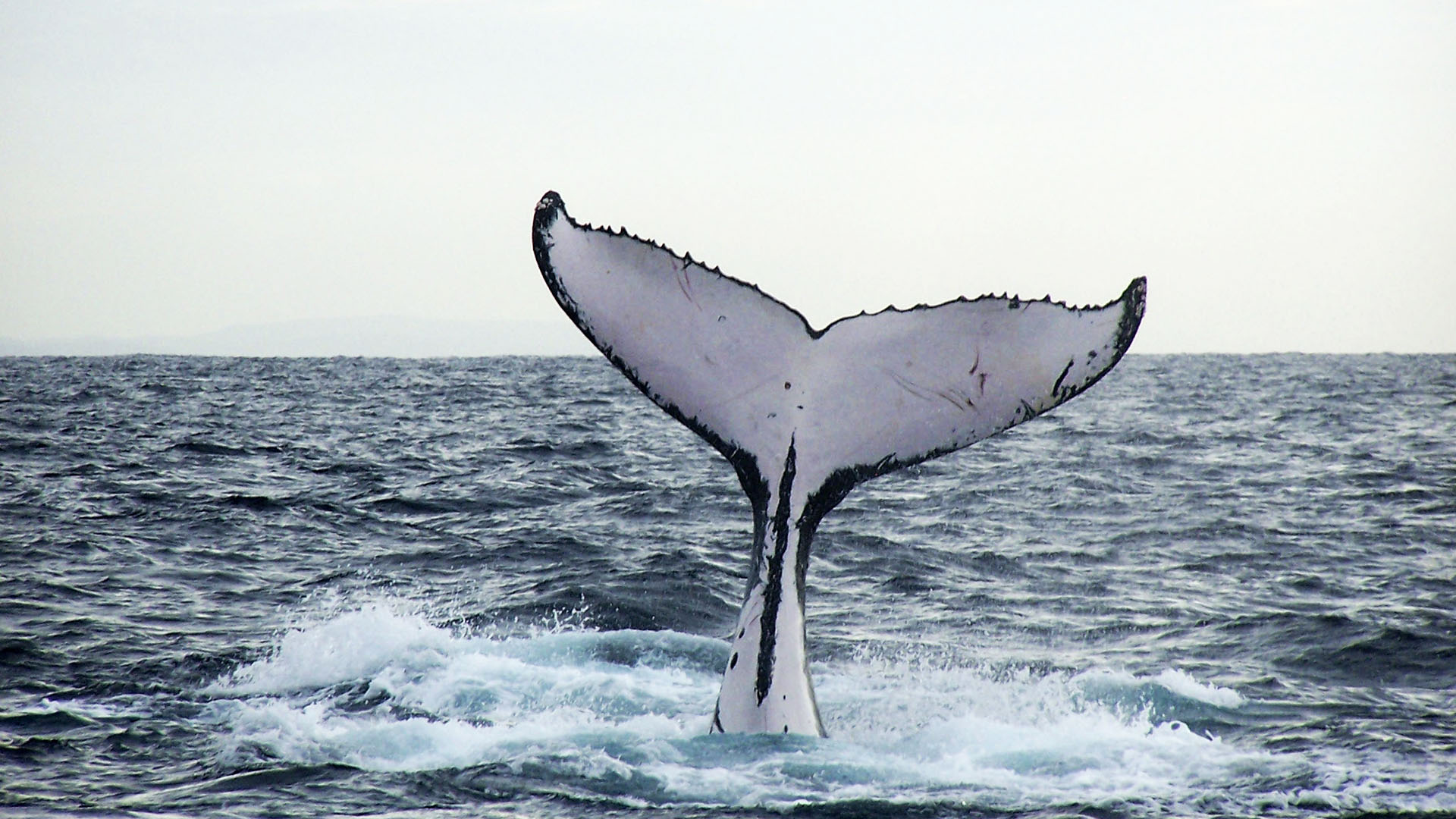 Fauna der Insel Fuerteventura – Meerestiere der Insel und des Kanaren Stromes.