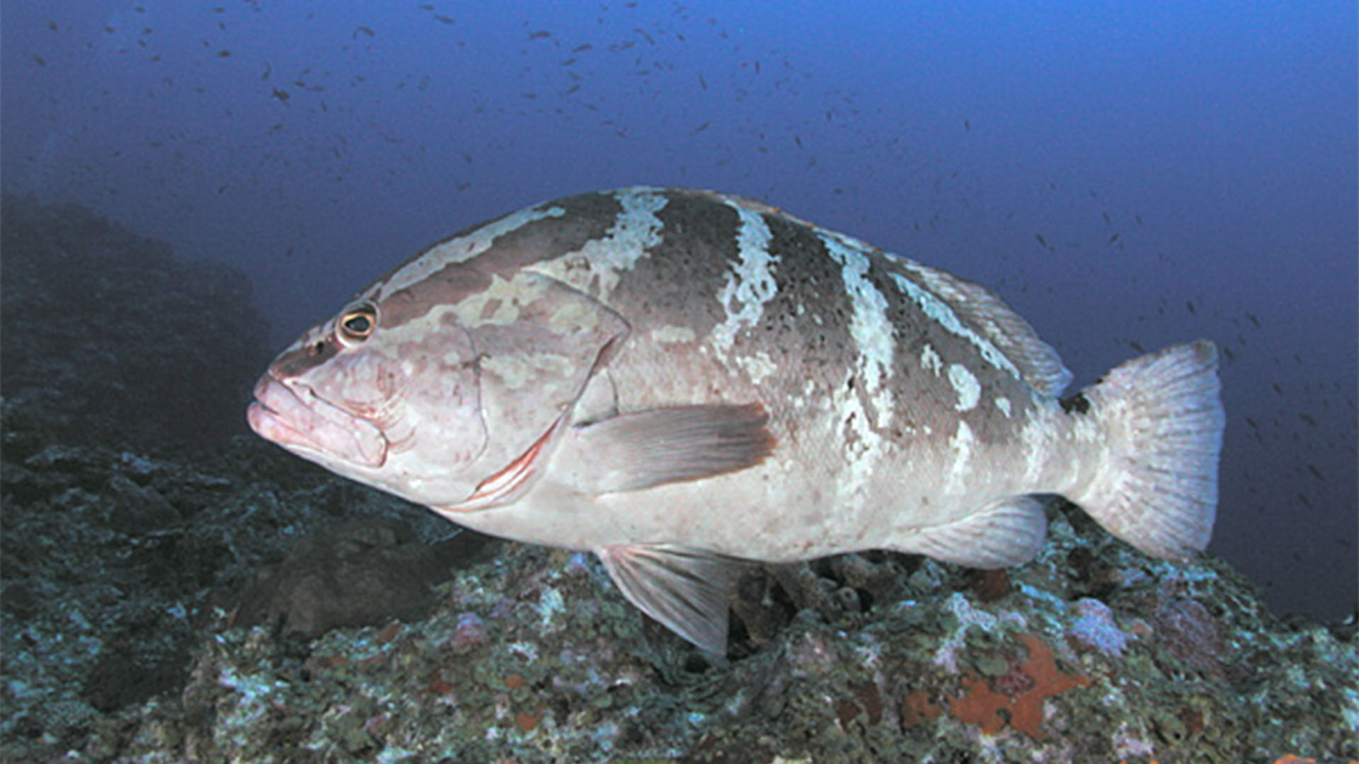 Fauna der Insel Fuerteventura – Meerestiere der Insel und des Kanaren Stromes: Zackenbarsche (Epinephelidae)