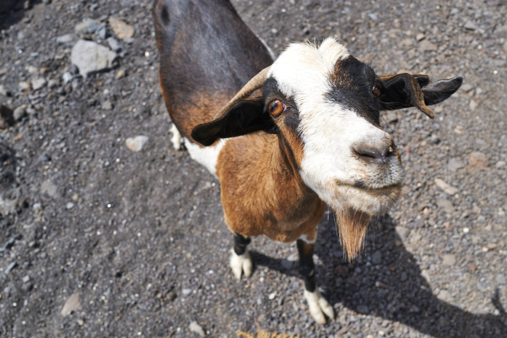 Cabras Fuerteventura.