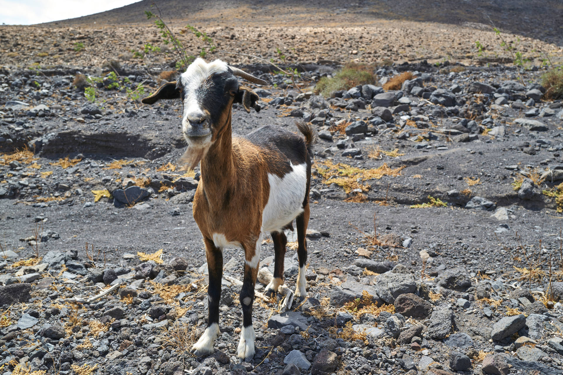 Cabras Fuerteventura.