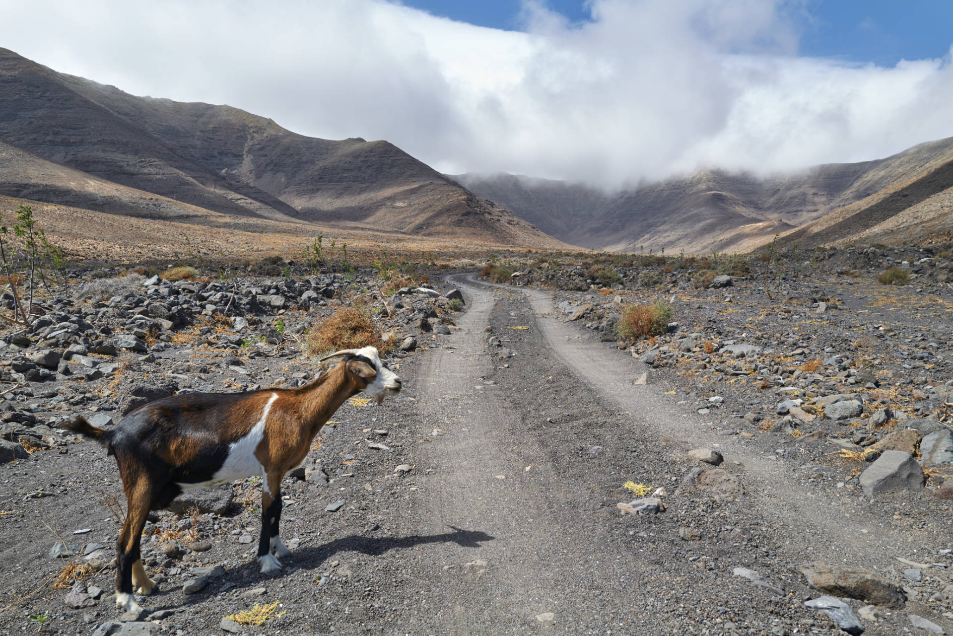 Cabras Fuerteventura.