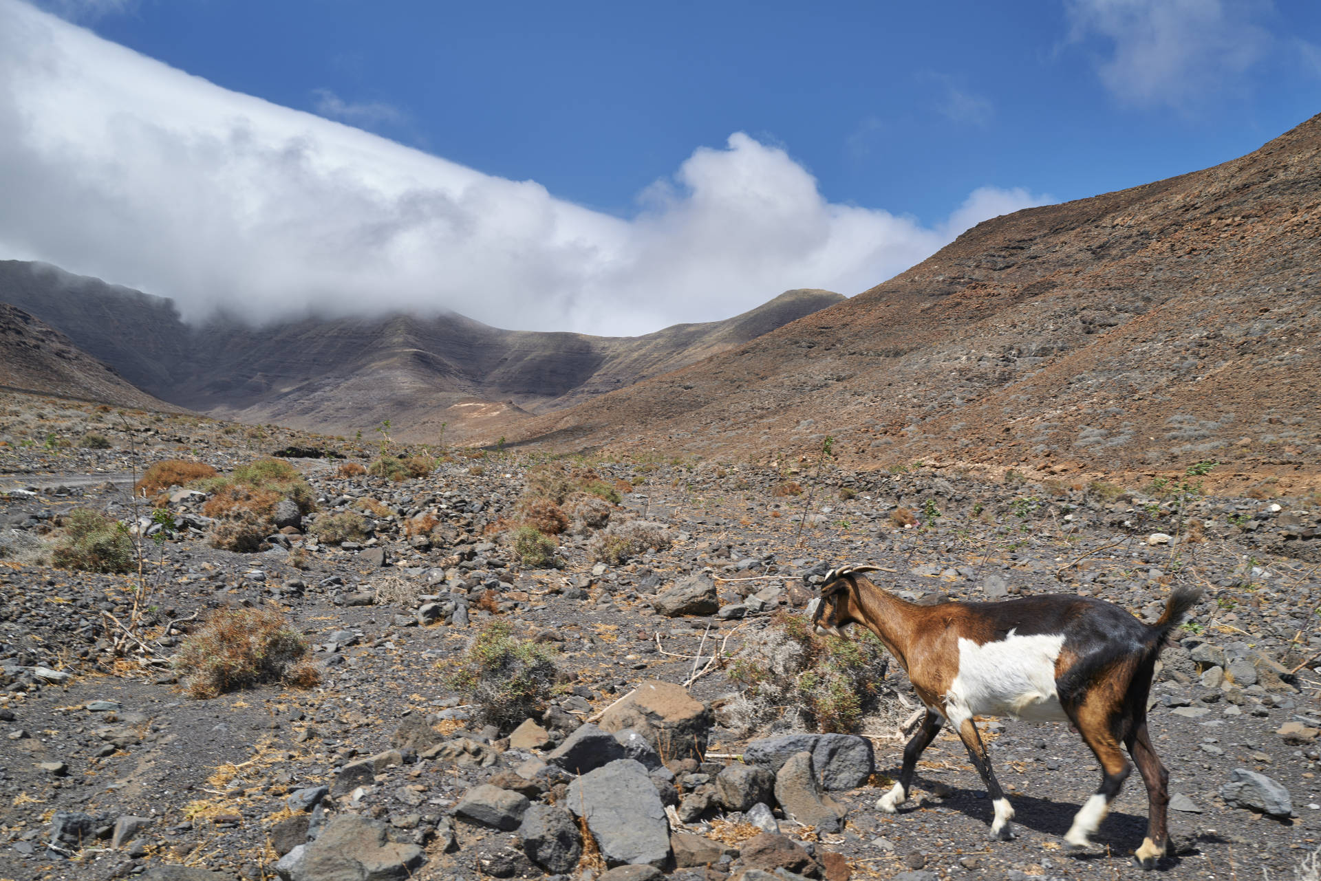 Cabras Fuerteventura.