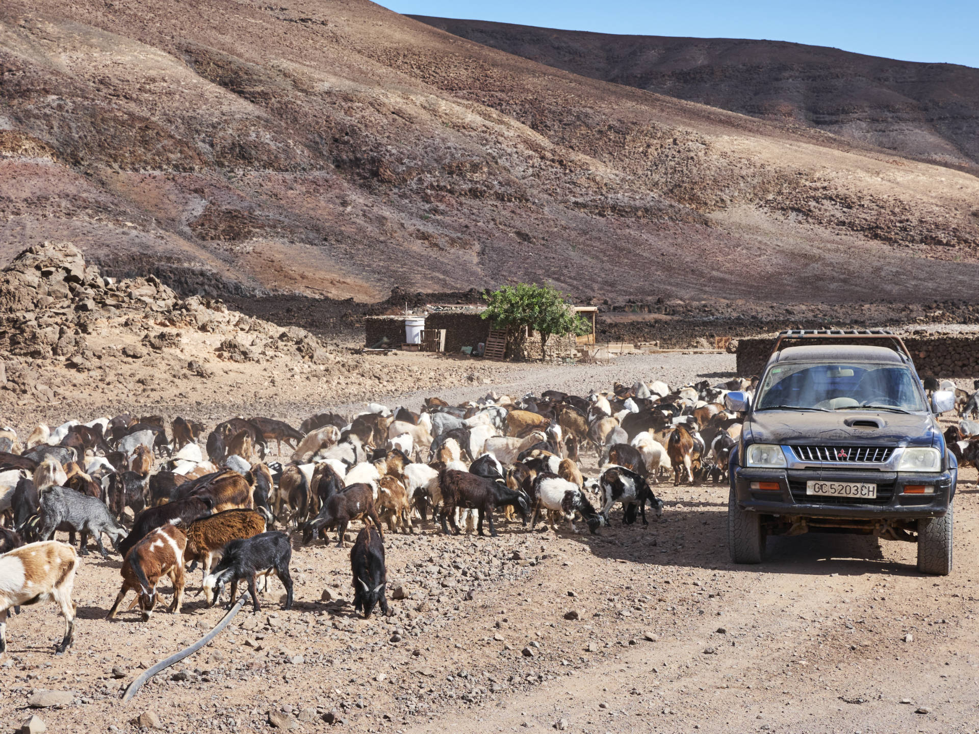 Cabras – die Ziegenfarm im Valle de la Cueva, Fuerteventura.