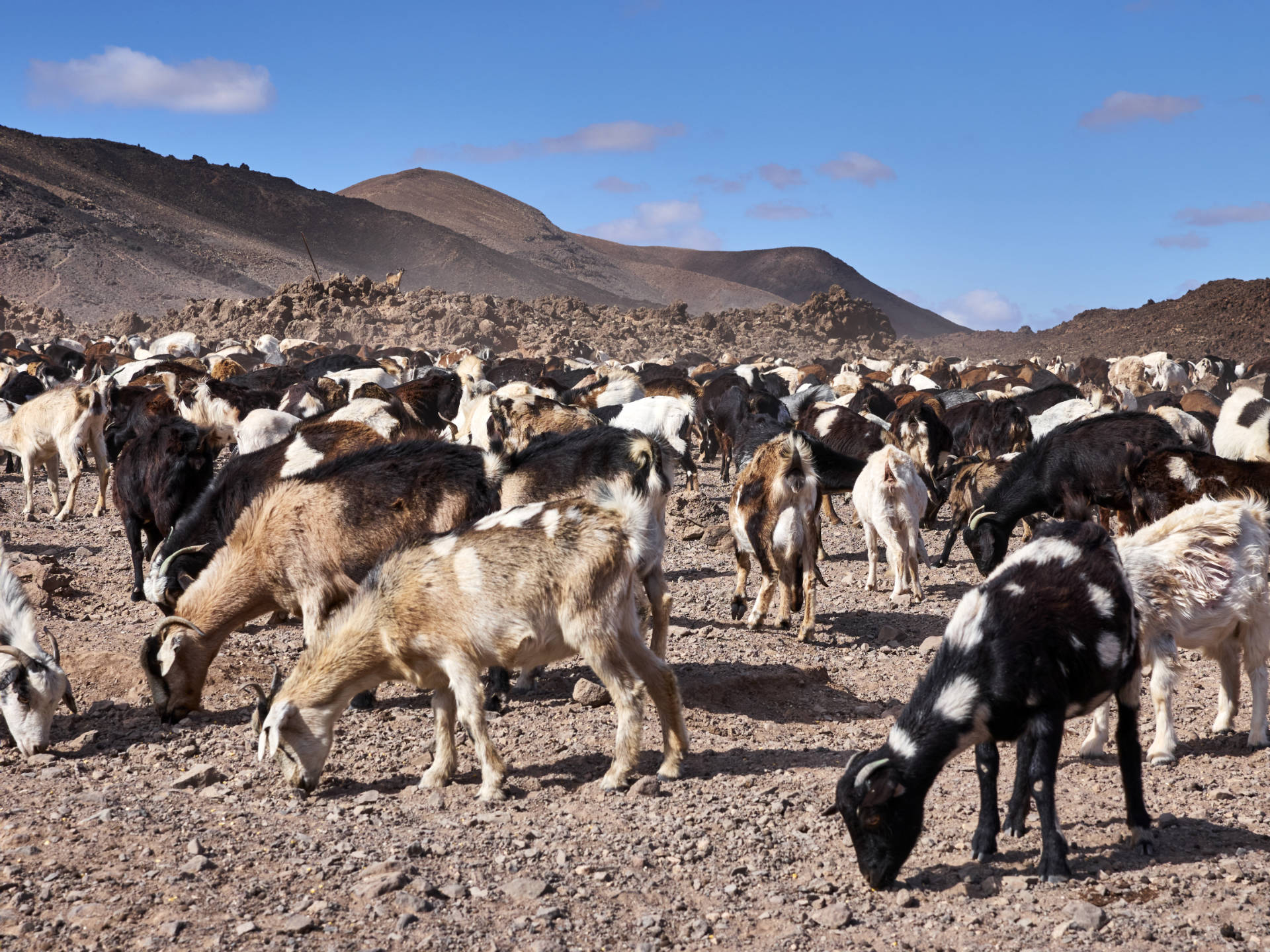 Cabras – die Ziegenfarm im Valle de la Cueva, Fuerteventura.