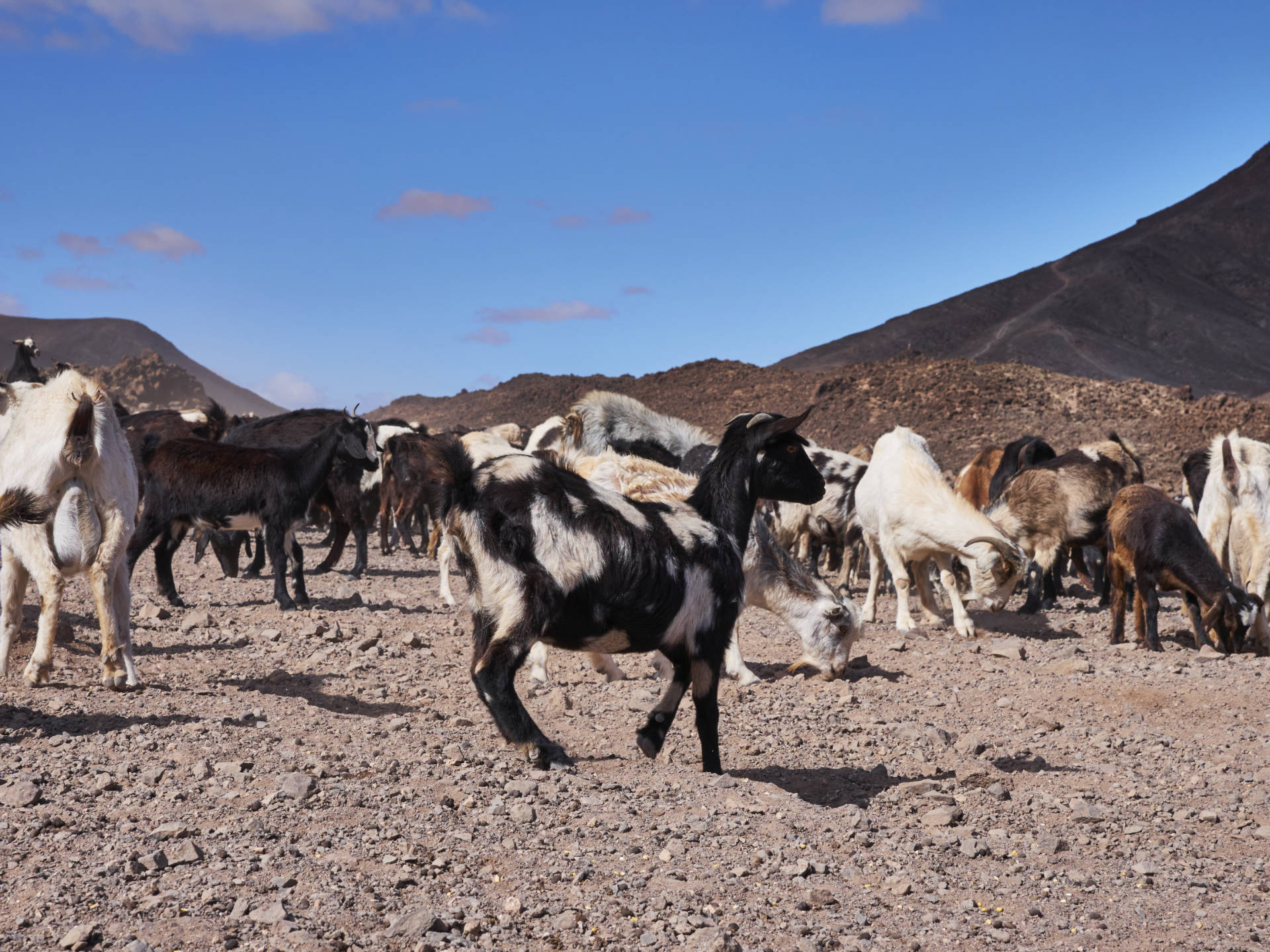 Cabras – die Ziegenfarm im Valle de la Cueva, Fuerteventura.