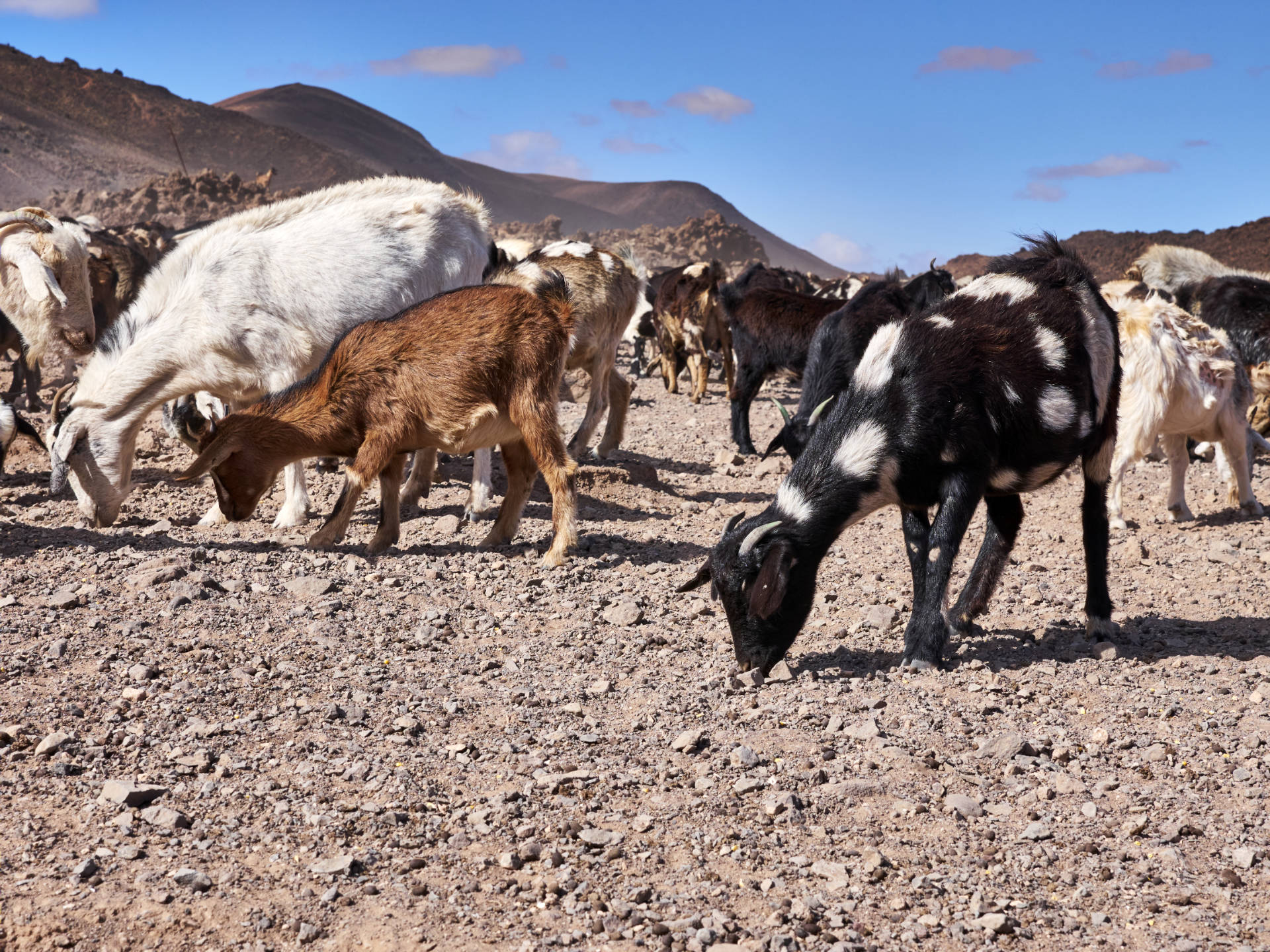 Cabras – die Ziegenfarm im Valle de la Cueva, Fuerteventura.