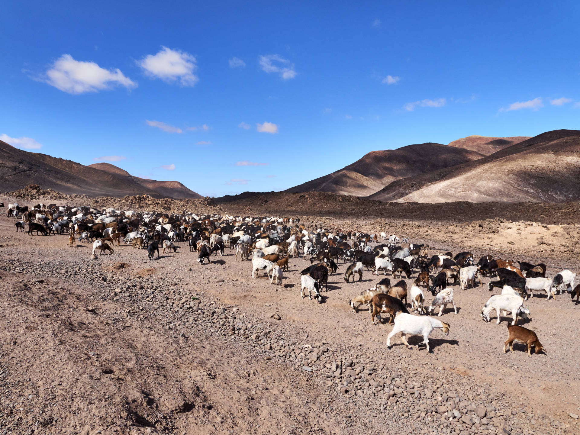 Cabras – die Ziegenfarm im Valle de la Cueva, Fuerteventura.