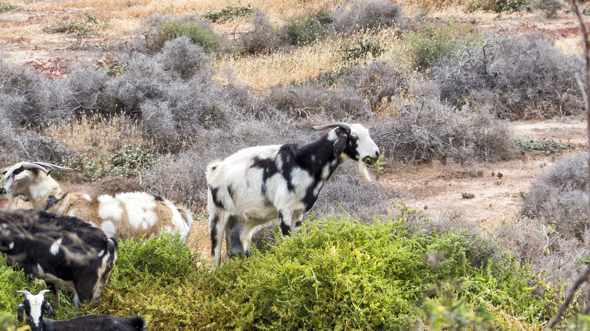 Cabras – Ziegen und Ziegenkäse seit der Besiedelung Fuerteventuras Rückgrat der Ernährung.