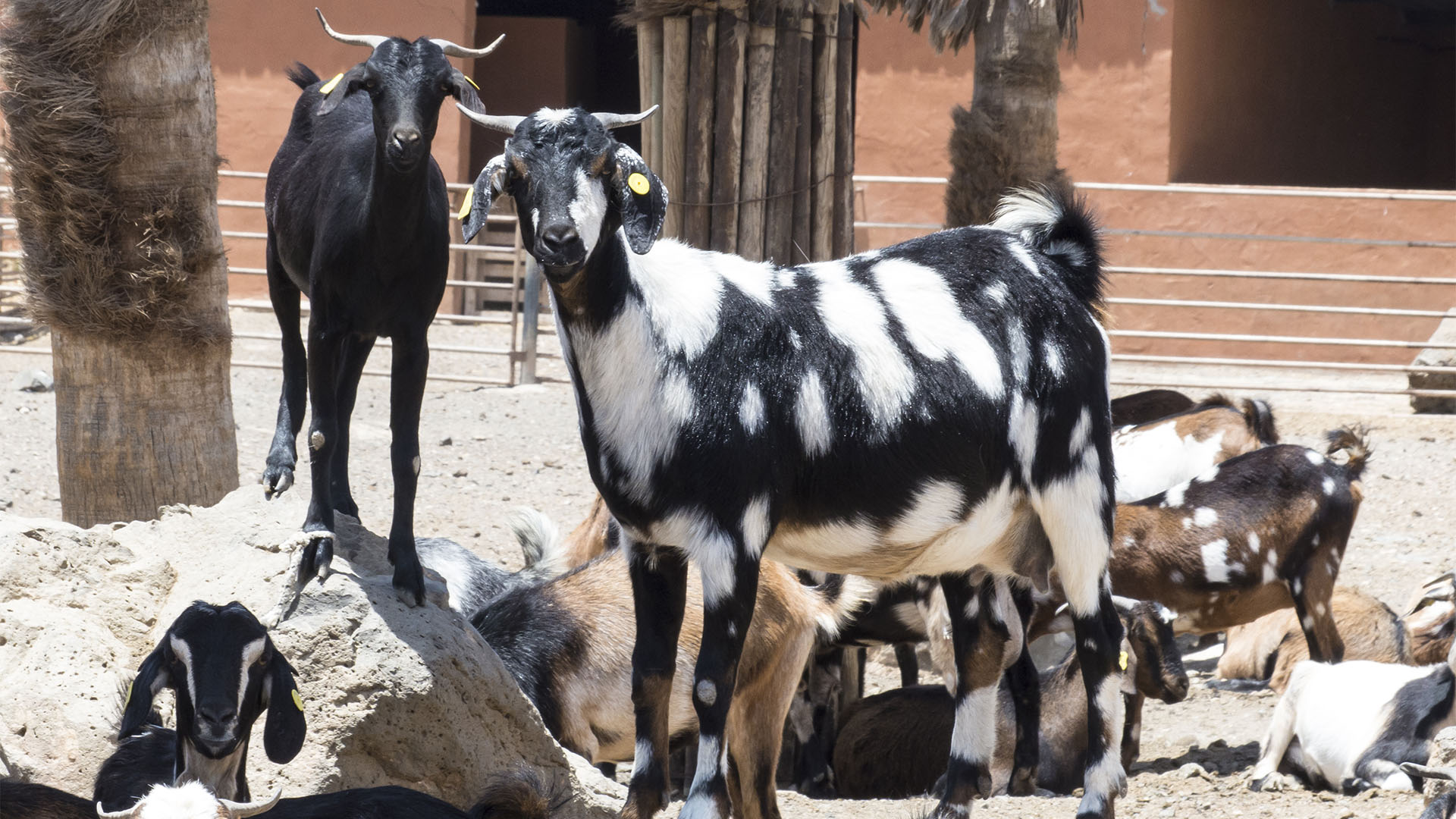 Cabras – Ziegen und Ziegenkäse seit der Besiedelung Fuerteventuras Rückgrat der Ernährung.