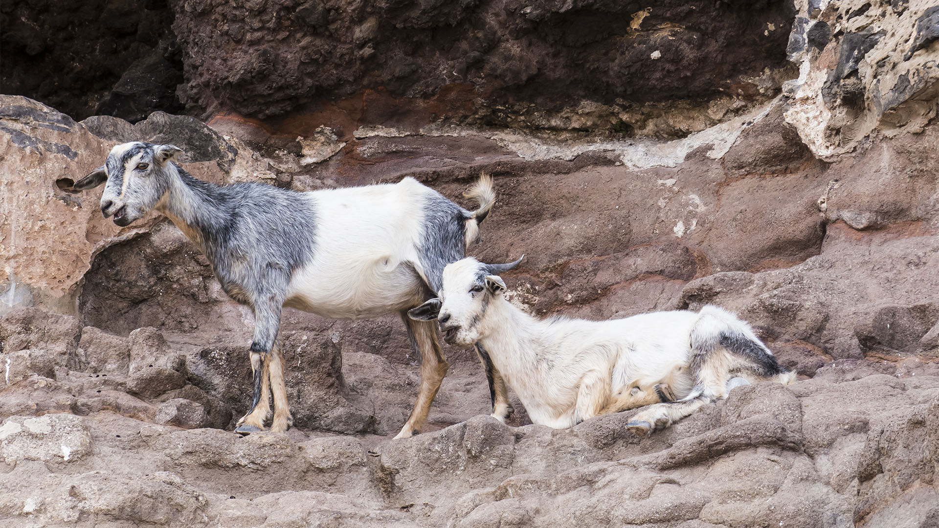 Cabras – Ziegen und Ziegenkäse seit der Besiedelung Fuerteventuras Rückgrat der Ernährung.