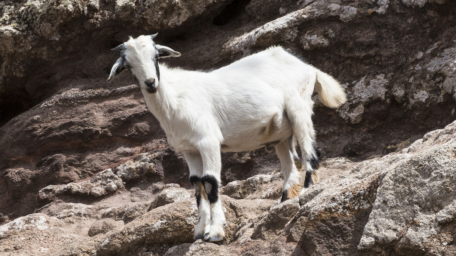 Cabras – Ziegen und Ziegenkäse seit der Besiedelung Fuerteventuras Rückgrat der Ernährung.