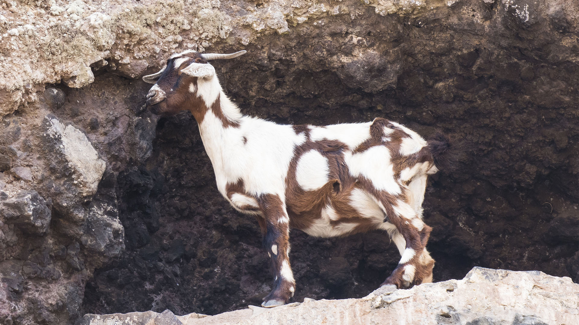 Cabras – Ziegen und Ziegenkäse seit der Besiedelung Fuerteventuras Rückgrat der Ernährung.