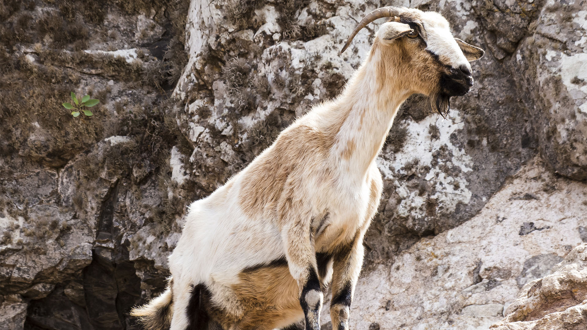 Cabras – Ziegen und Ziegenkäse seit der Besiedelung Fuerteventuras Rückgrat der Ernährung.