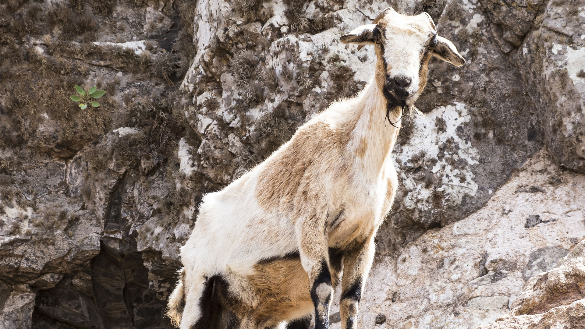 Cabras – Ziegen und Ziegenkäse seit der Besiedelung Fuerteventuras Rückgrat der Ernährung.