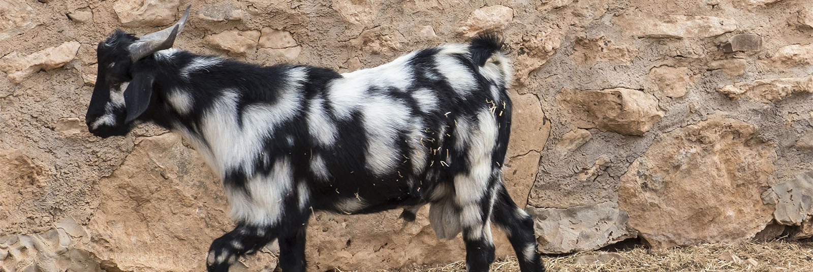 Cabras – Ziegen und Ziegenkäse seit der Besiedelung Fuerteventuras Rückgrat der Ernährung.