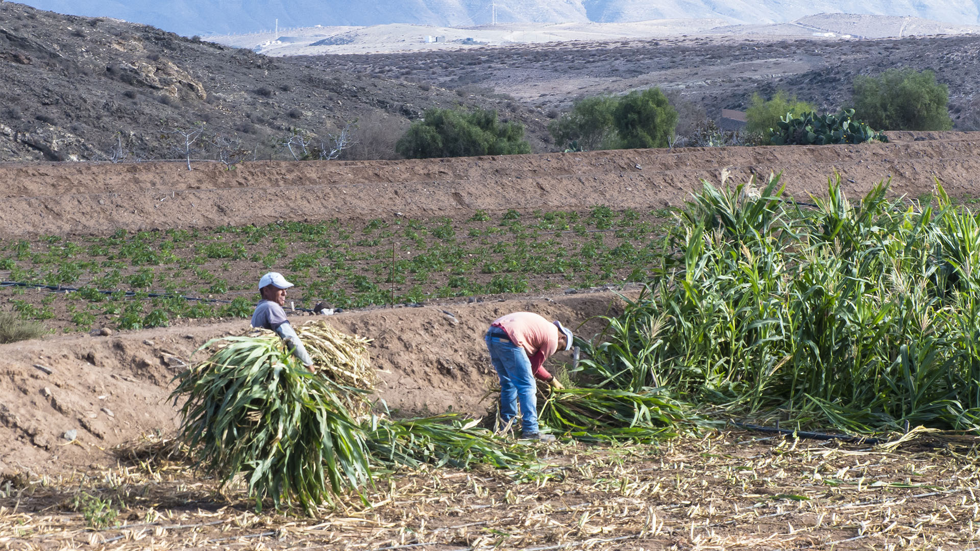 Landwirtschaft auf Fuerteventura – Trockenlandbau mit ausgeklügelten Gavias, Wasserspeicher, Kanälen.