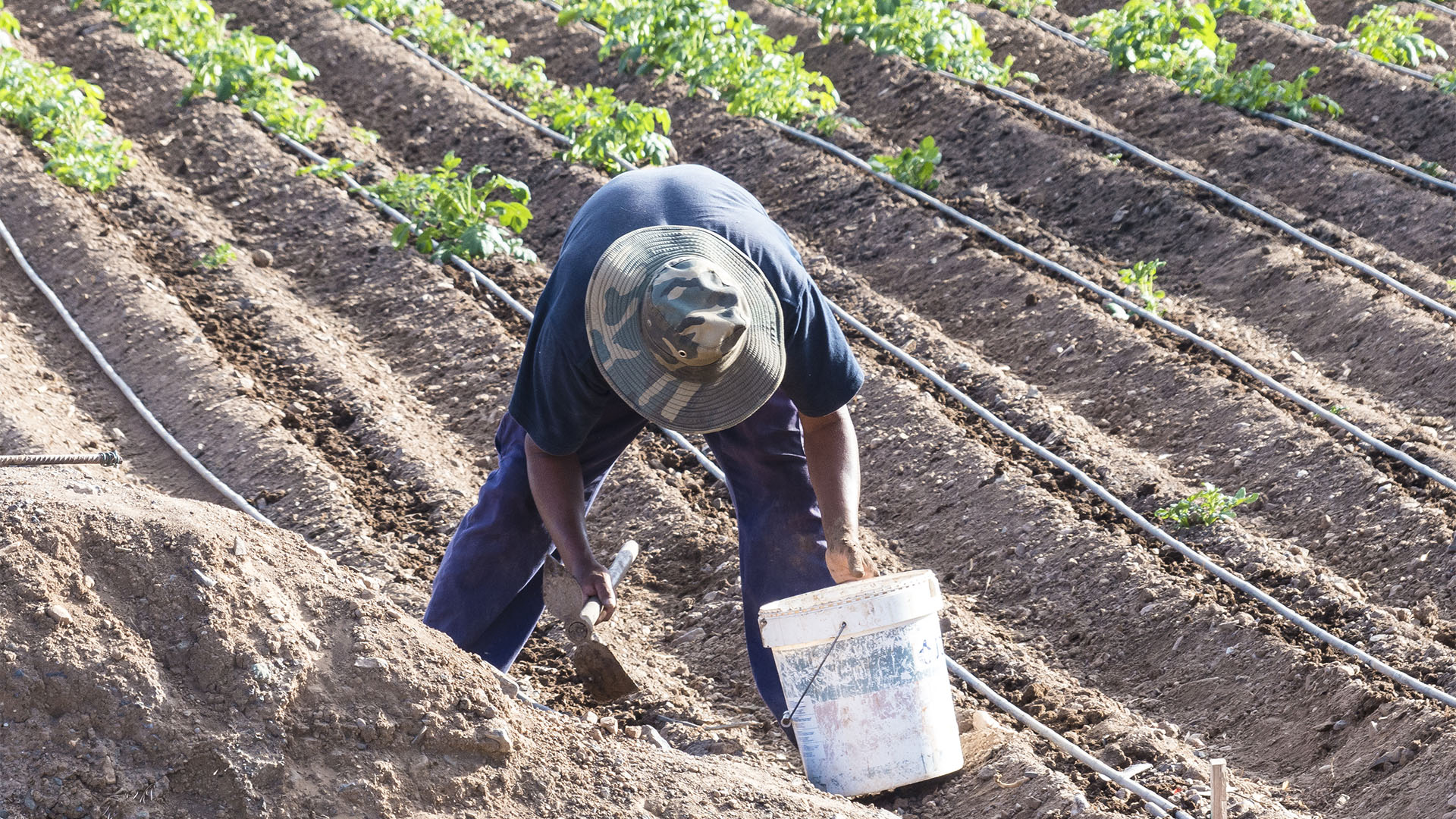 Landwirtschaft auf Fuerteventura – Trockenlandbau mit ausgeklügelten Gavias, Wasserspeicher, Kanälen.