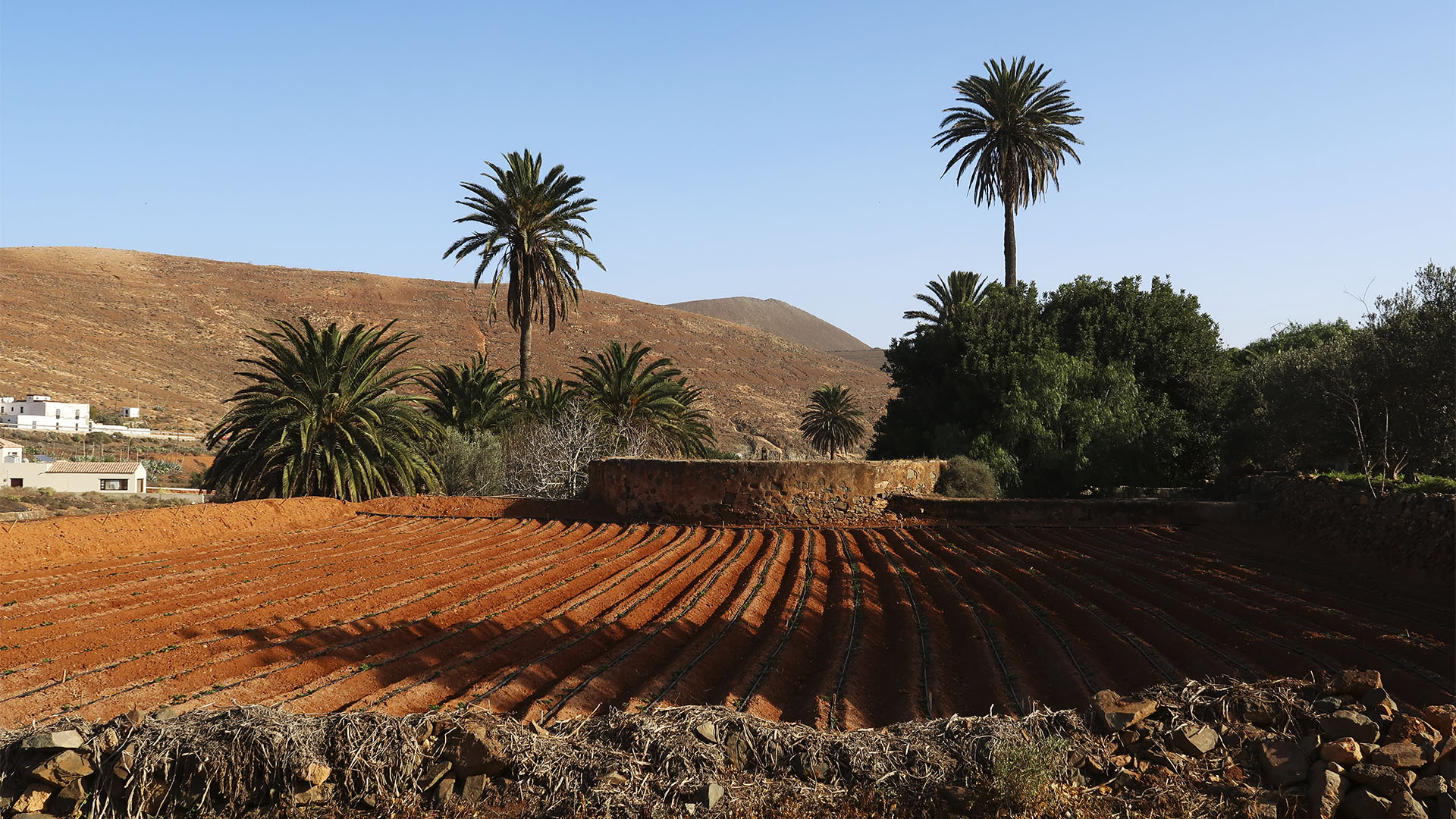 Fuerteventura Gavias Trocken-Ackerbau : Sunny Fuerte