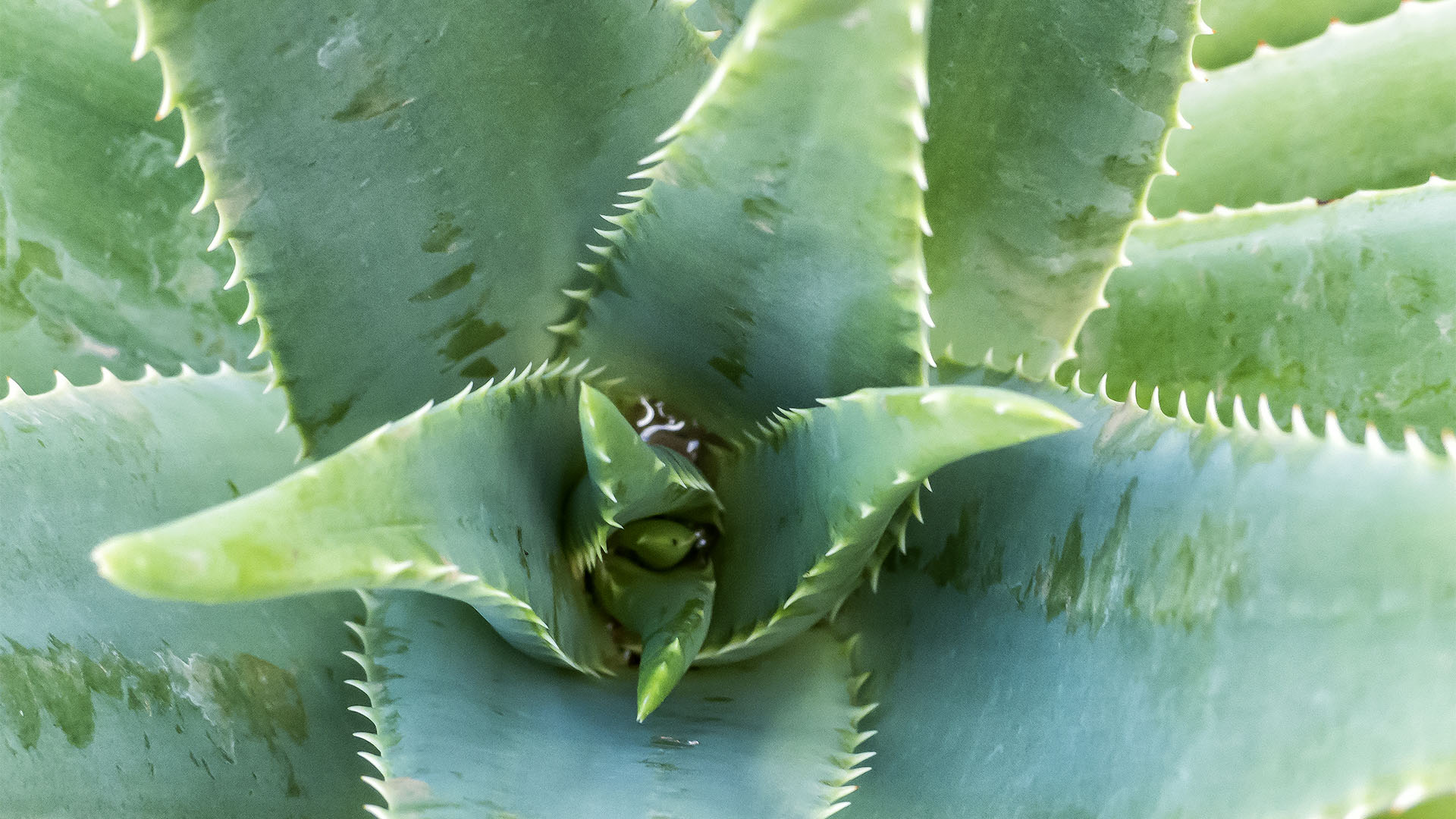 Aloe vera auf Fuerteventura.