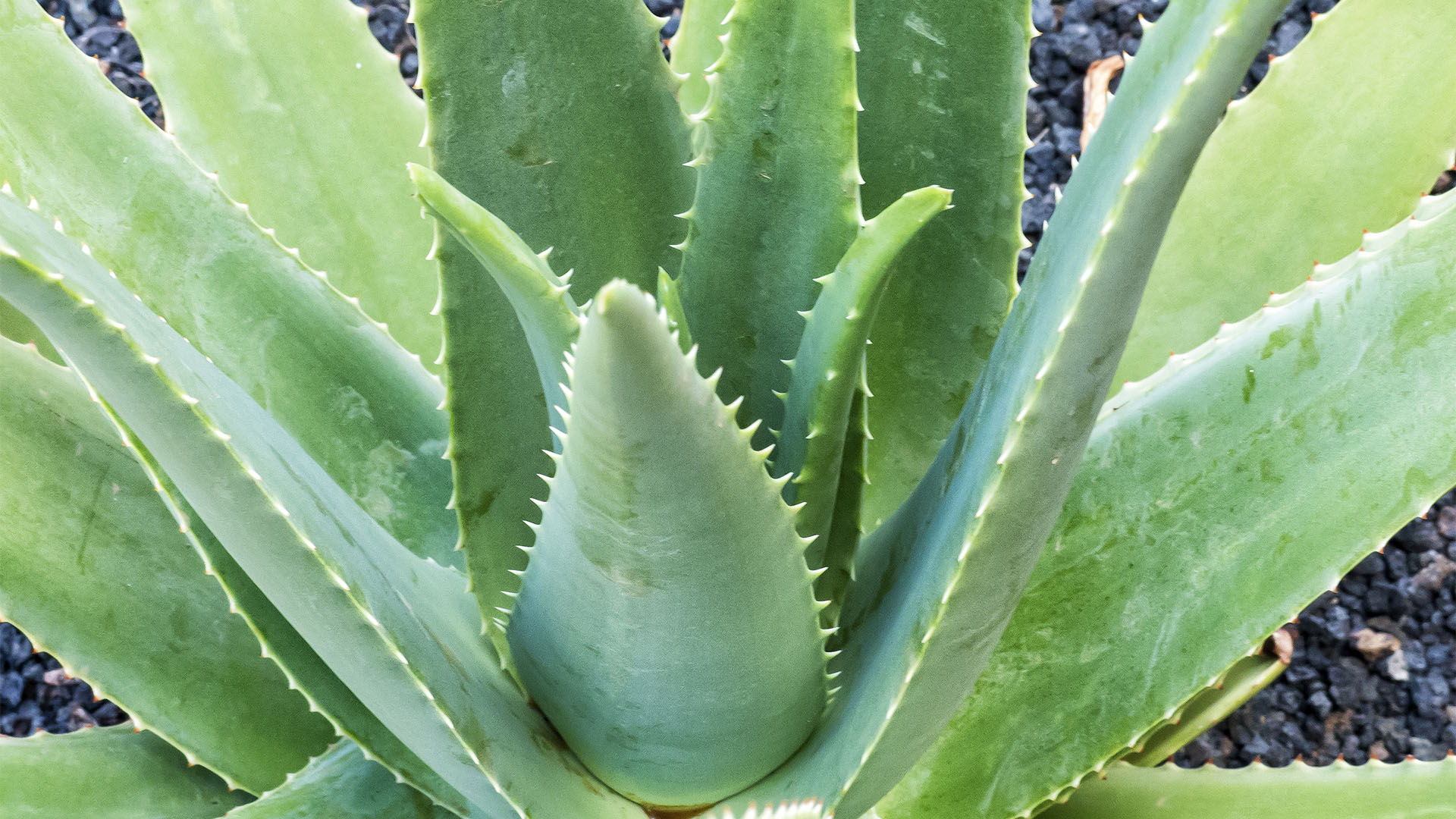 Aloe vera auf Fuerteventura.