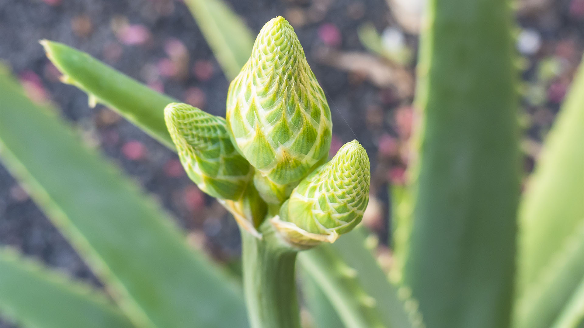 Aloe vera auf Fuerteventura.