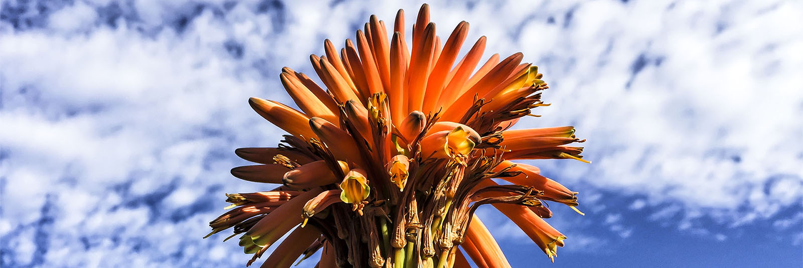 Aloe vera auf Fuerteventura.