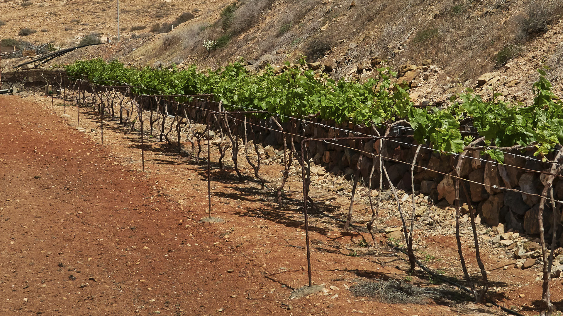 Weinanbau Fuerteventura – Valle de Santa Inés | Vega Vieja.