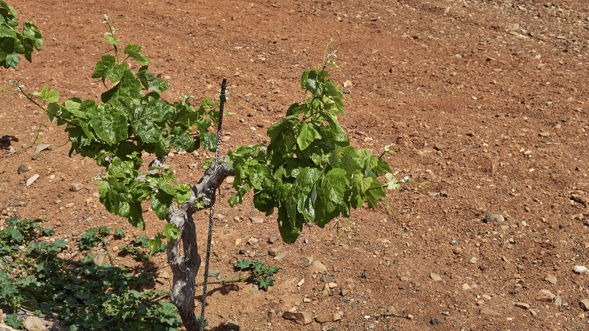 Weinanbau Fuerteventura – Valle de Santa Inés | Vega Vieja.