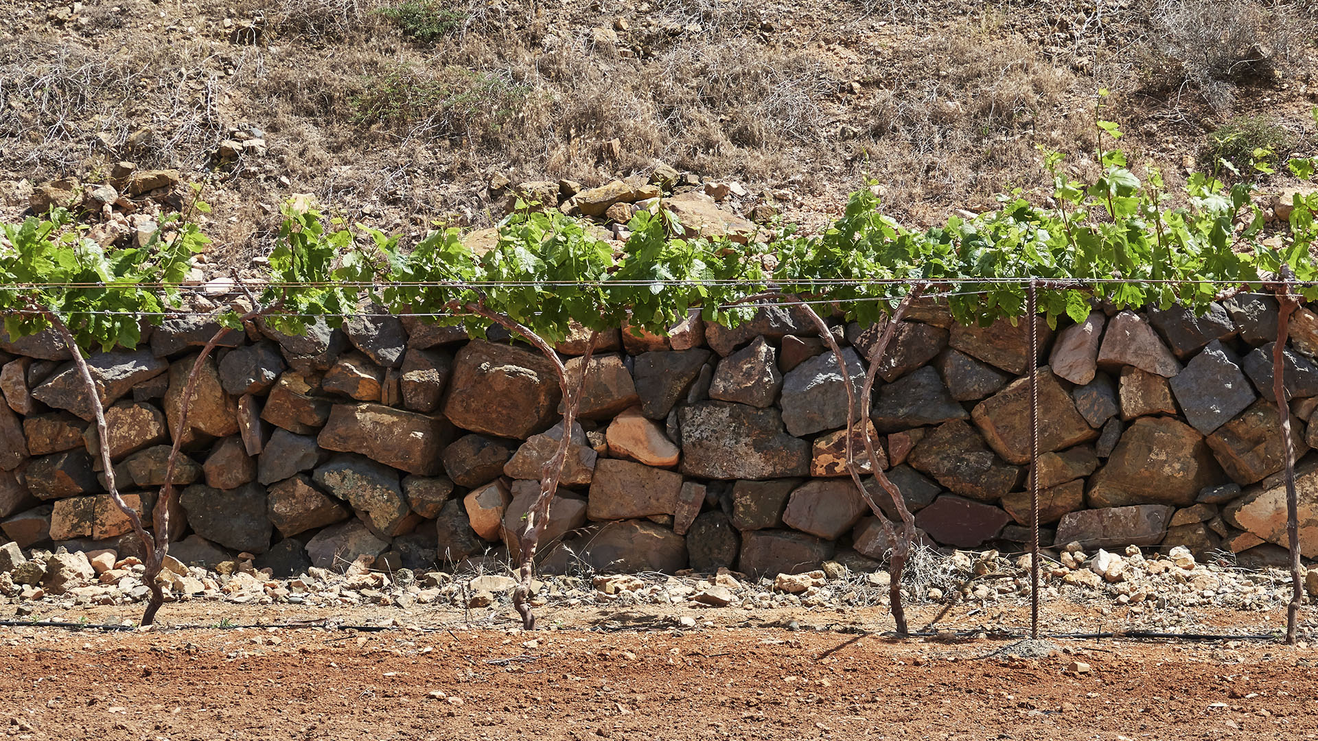 Weinanbau Fuerteventura – Valle de Santa Inés | Vega Vieja.