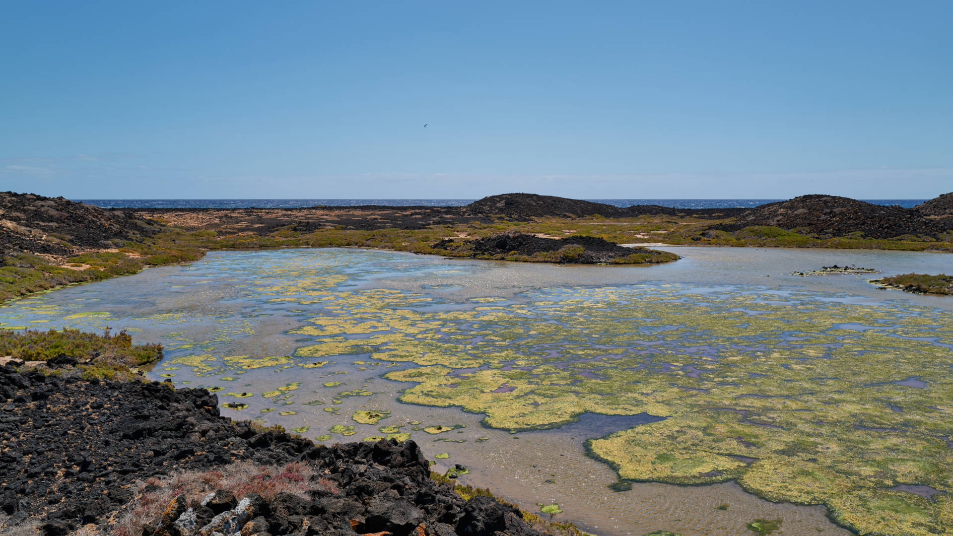 Bajo de la Perra Isla de Lobos Fuerteventura.