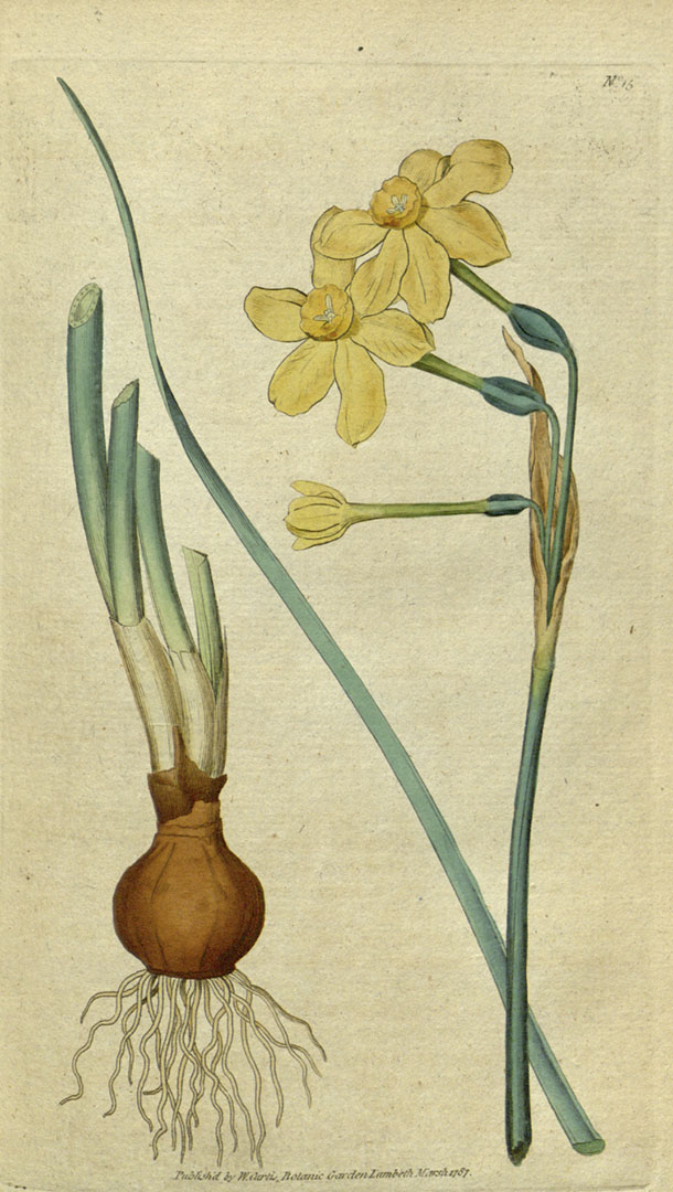 El junquillo, die Jonquille bzw. Narcissus jonquilla.