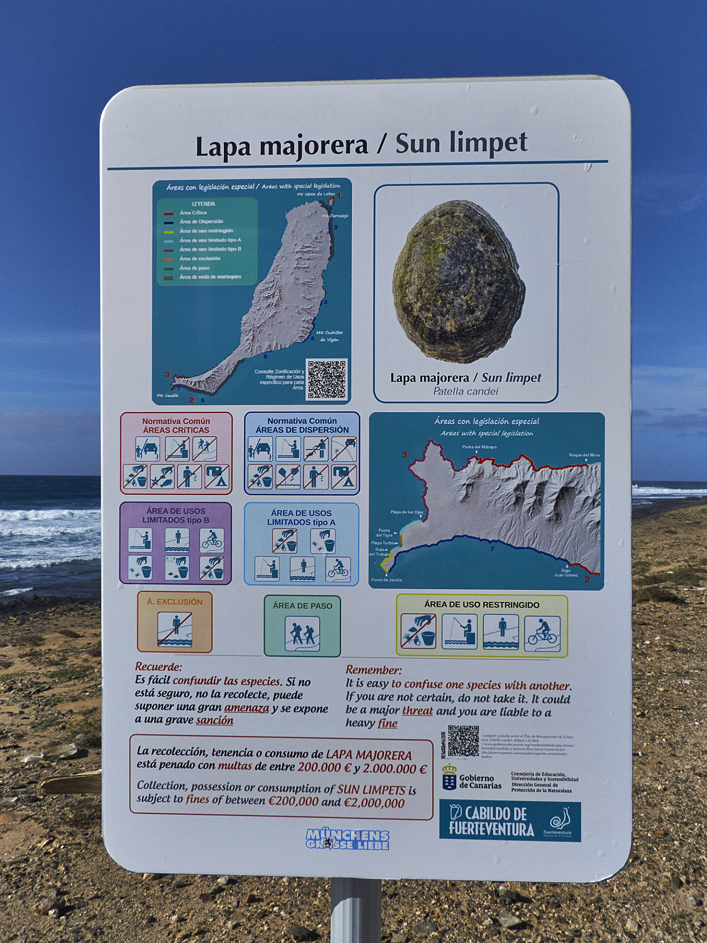 Playa de la Turbia Jandía Fuerteventura - Lapa majorera aka Sun limpet.