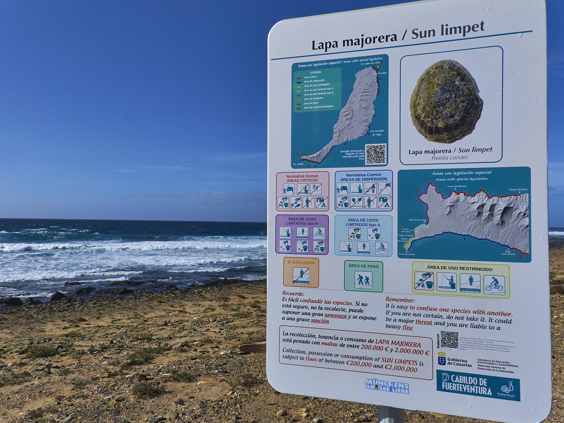 Playa de la Turbia Jandía Fuerteventura - Lapa majorera aka Sun limpet.