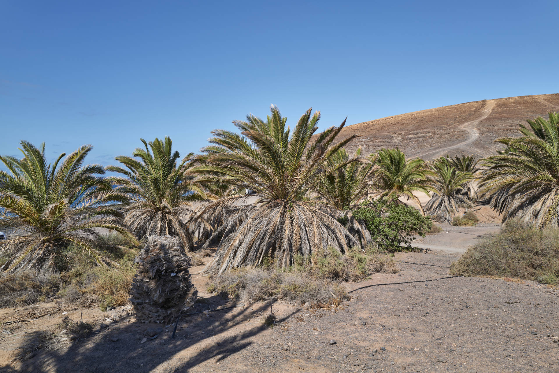 Puerto Rico La Lajita Fuerteventura.