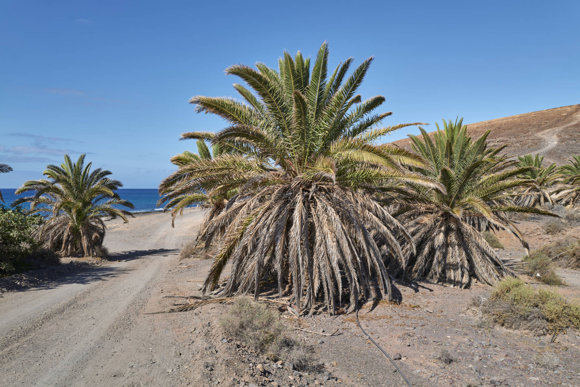 Puerto Rico La Lajita Fuerteventura.