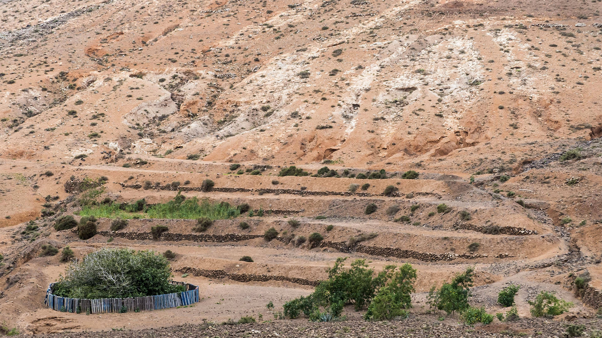 Gavias im Barranco de Vallebrón Fuerteventura.