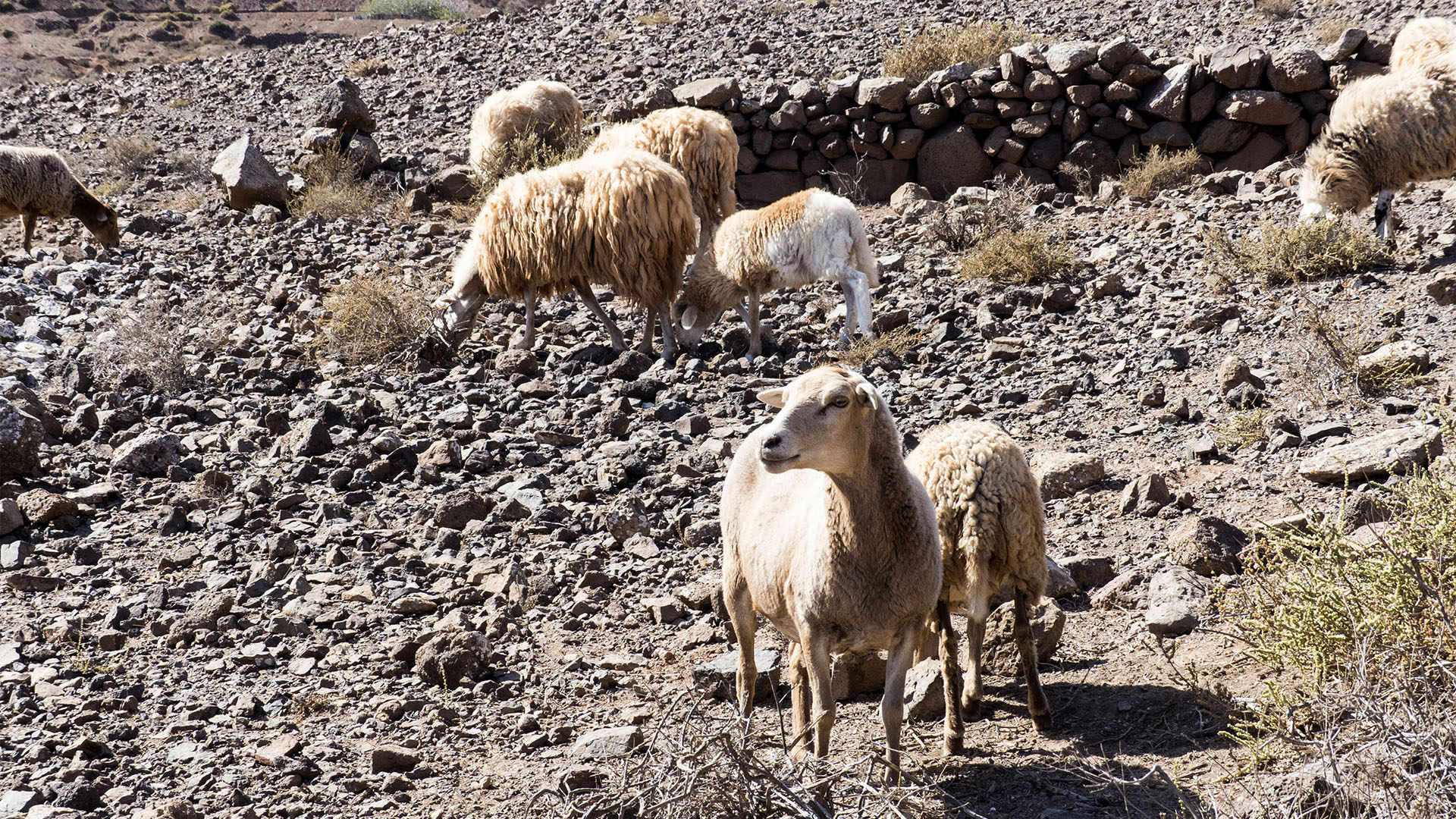 Sehenswürdigkeiten Fuerteventuras: Vallebrón – Fuente de Tababaire y Morro Tabaiba.