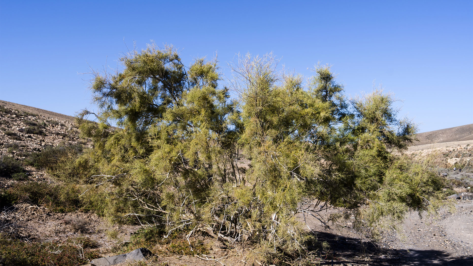 Sehenswürdigkeiten Fuerteventuras: Tindaya – Barranco Esquinzo