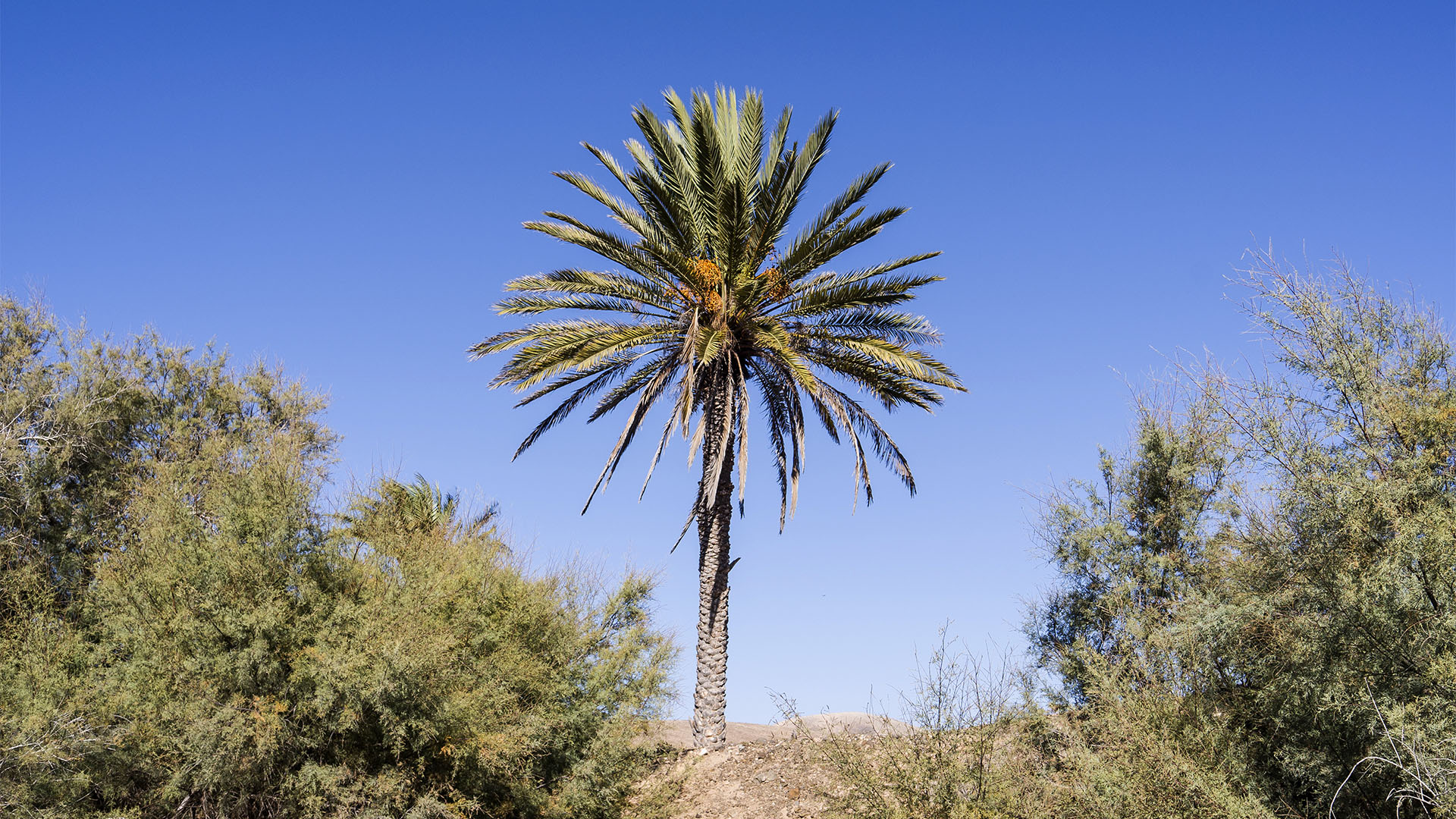 Sehenswürdigkeiten Fuerteventuras: Tindaya – Barranco Esquinzo