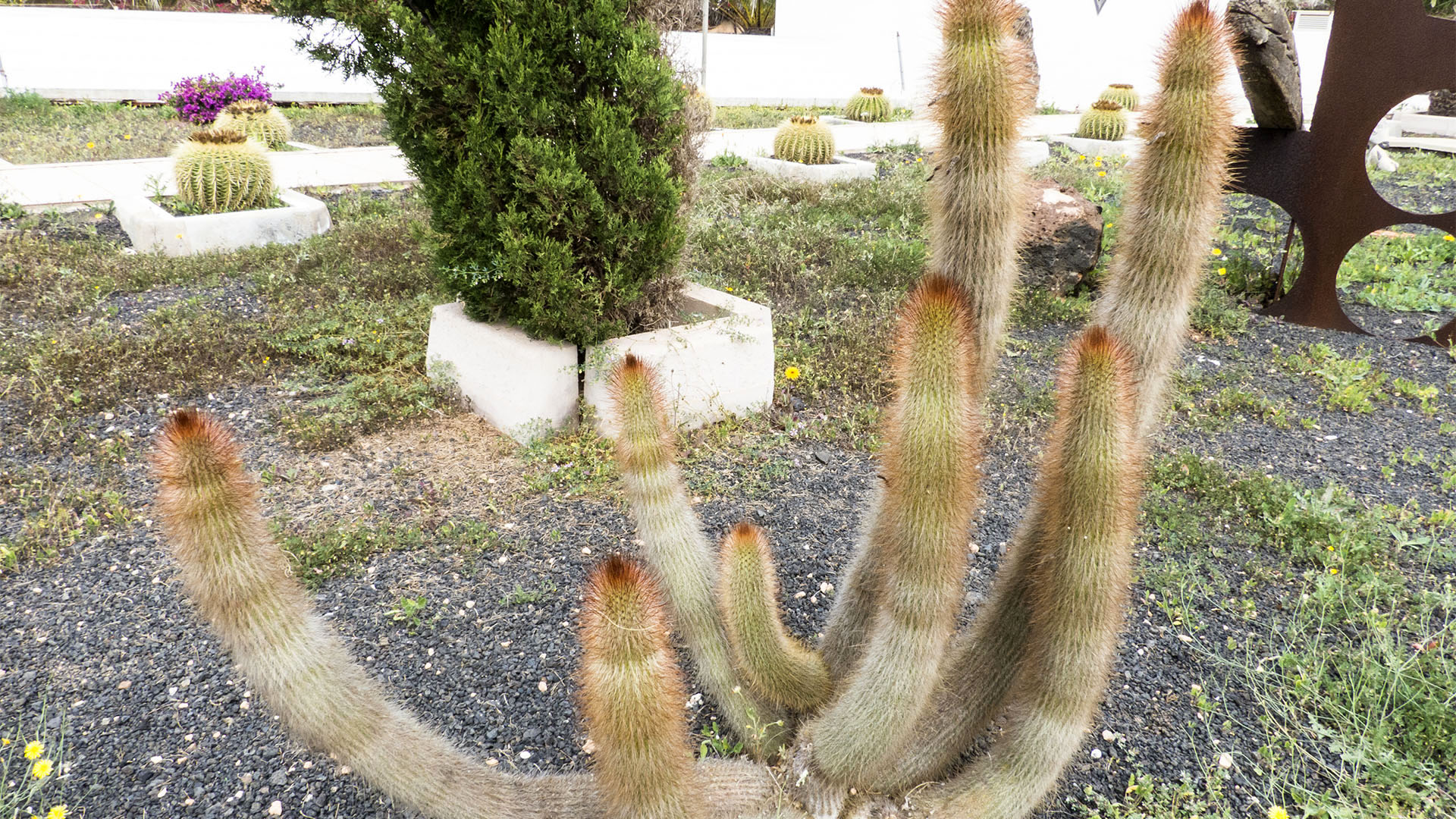 Sehenswürdigkeiten Fuerteventuras: La Oliva – Casa Mané