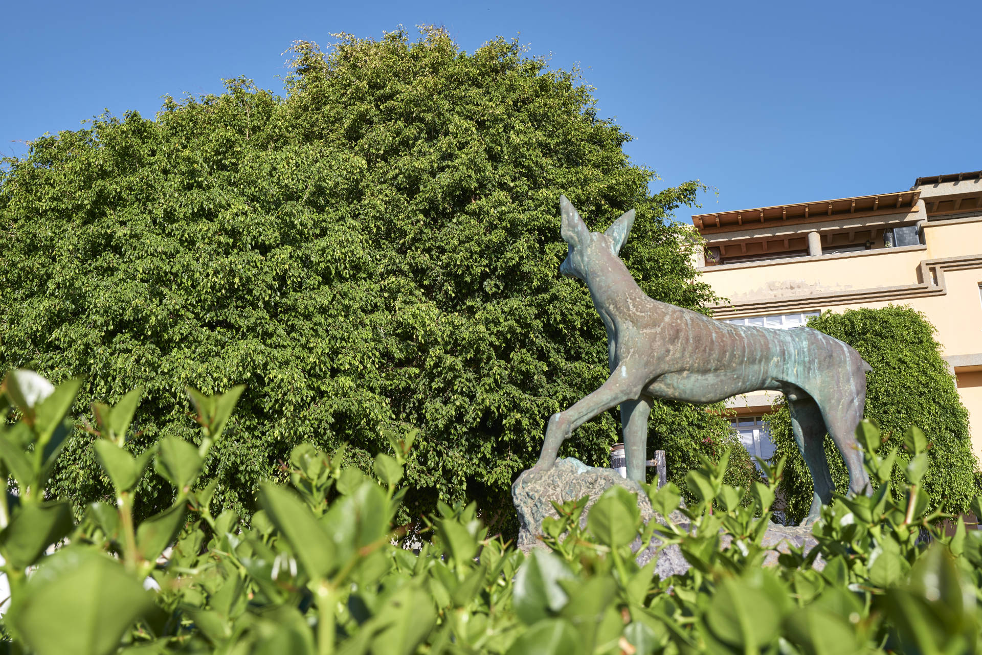 Podenco canario, der kanarische Jagdhund für die Hasenjagd, Puerto del Rosario.