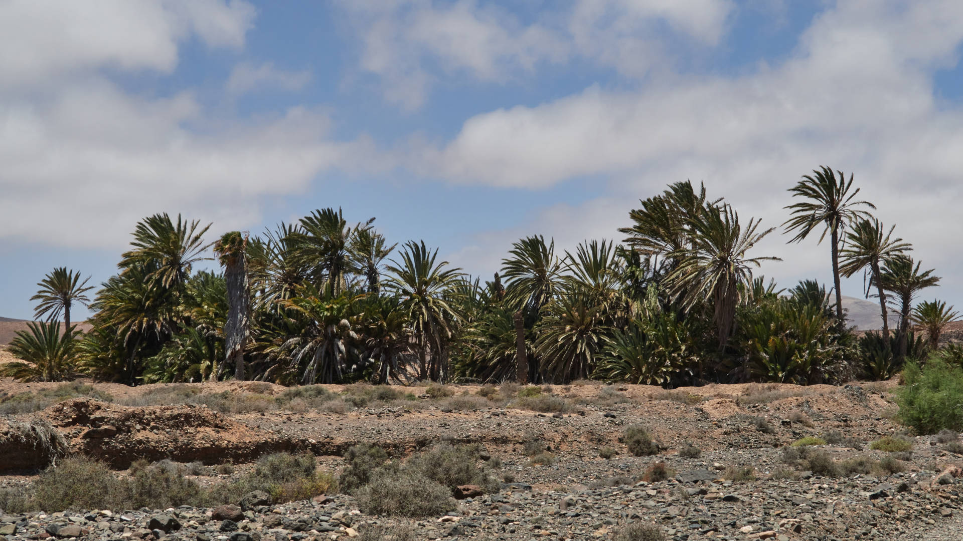 Der Barranco de la Torre nahe Salinas del Carmen Fuerteventura.