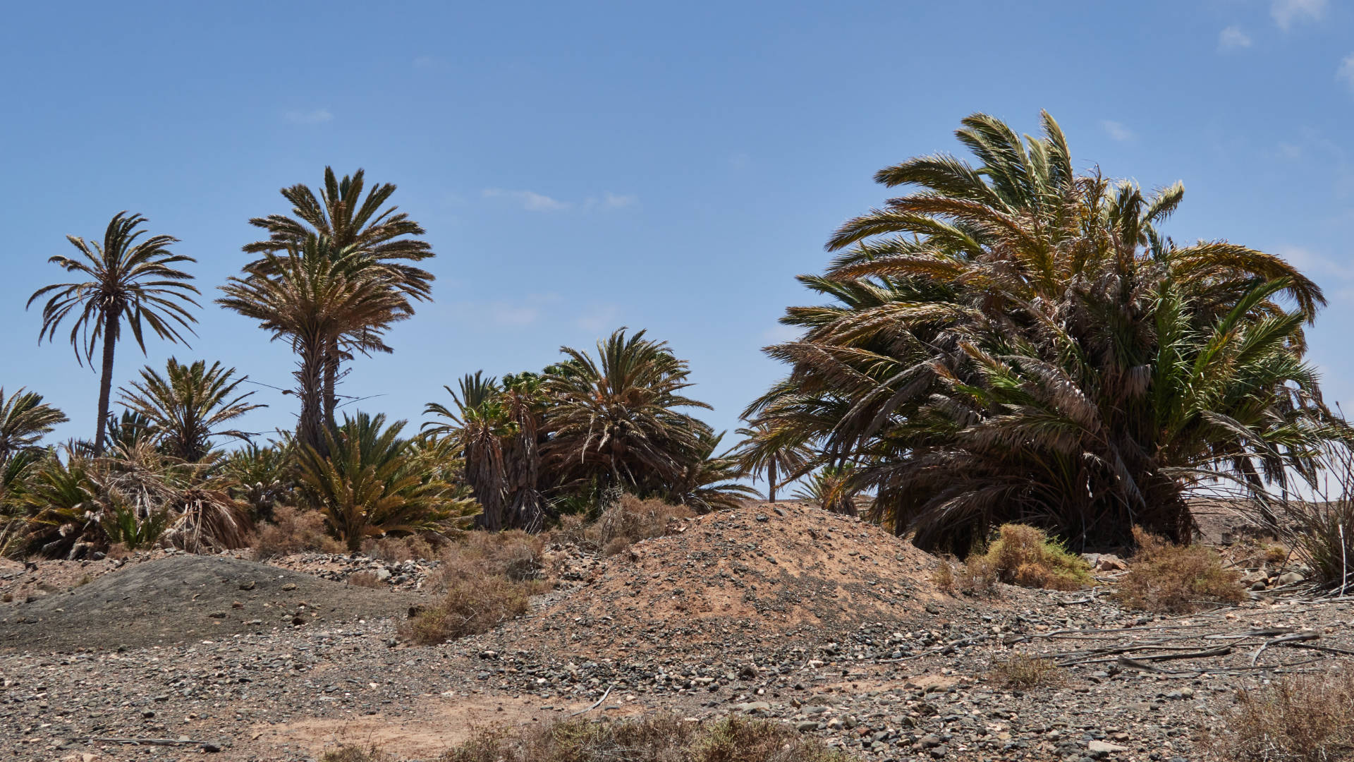 Der Barranco de la Torre nahe Salinas del Carmen Fuerteventura.