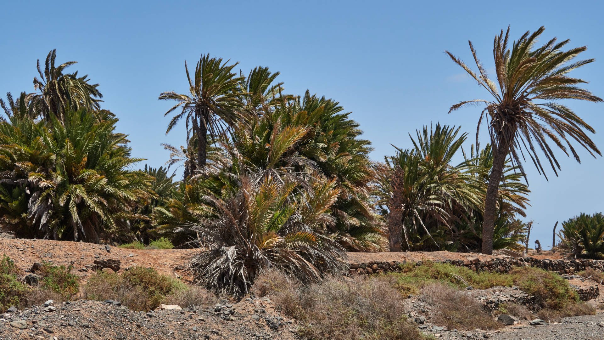 Der Barranco de la Torre nahe Salinas del Carmen Fuerteventura.