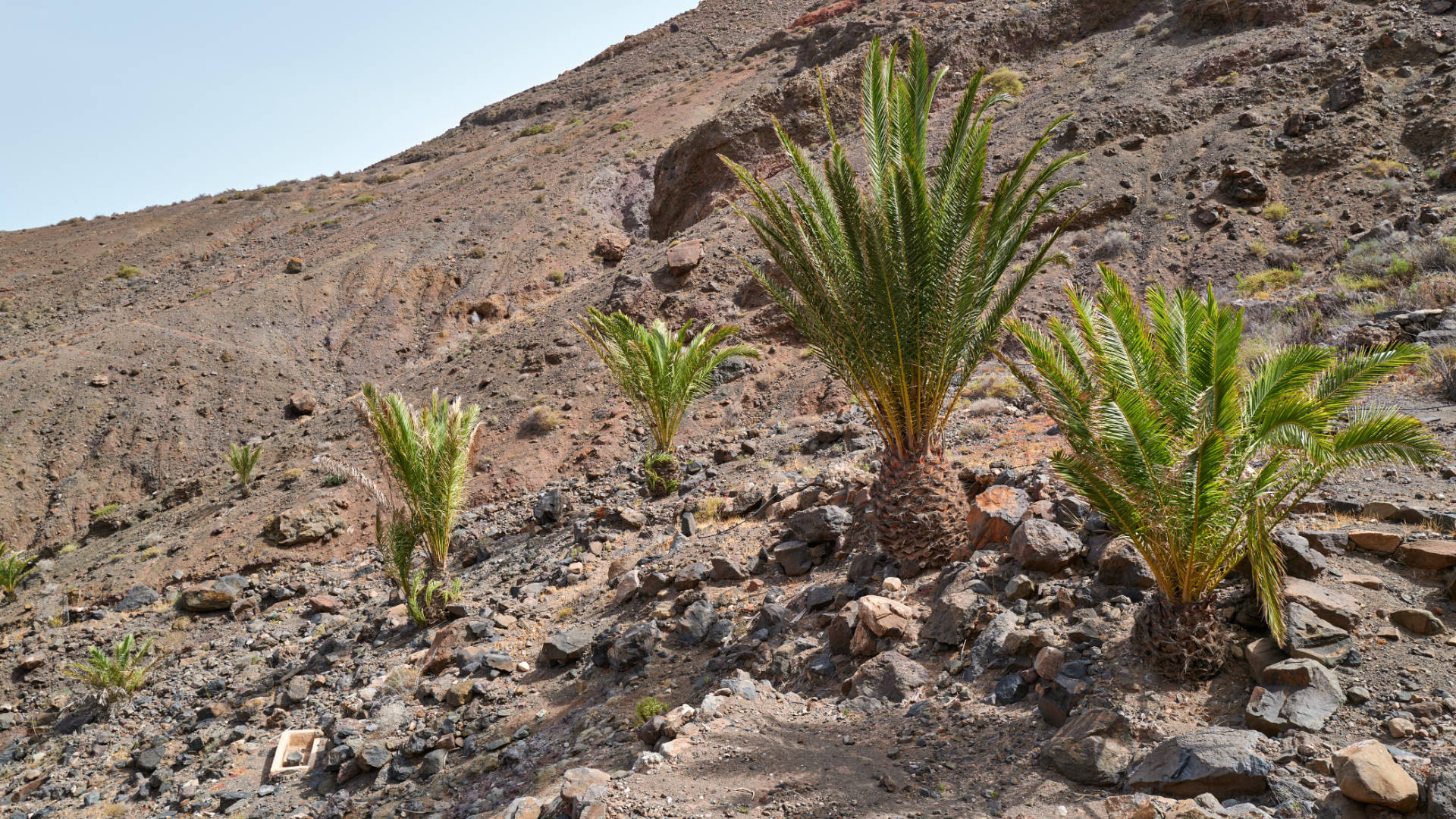 Fuentes de Los Pocitos La Ampuyenta Fuerteventura.