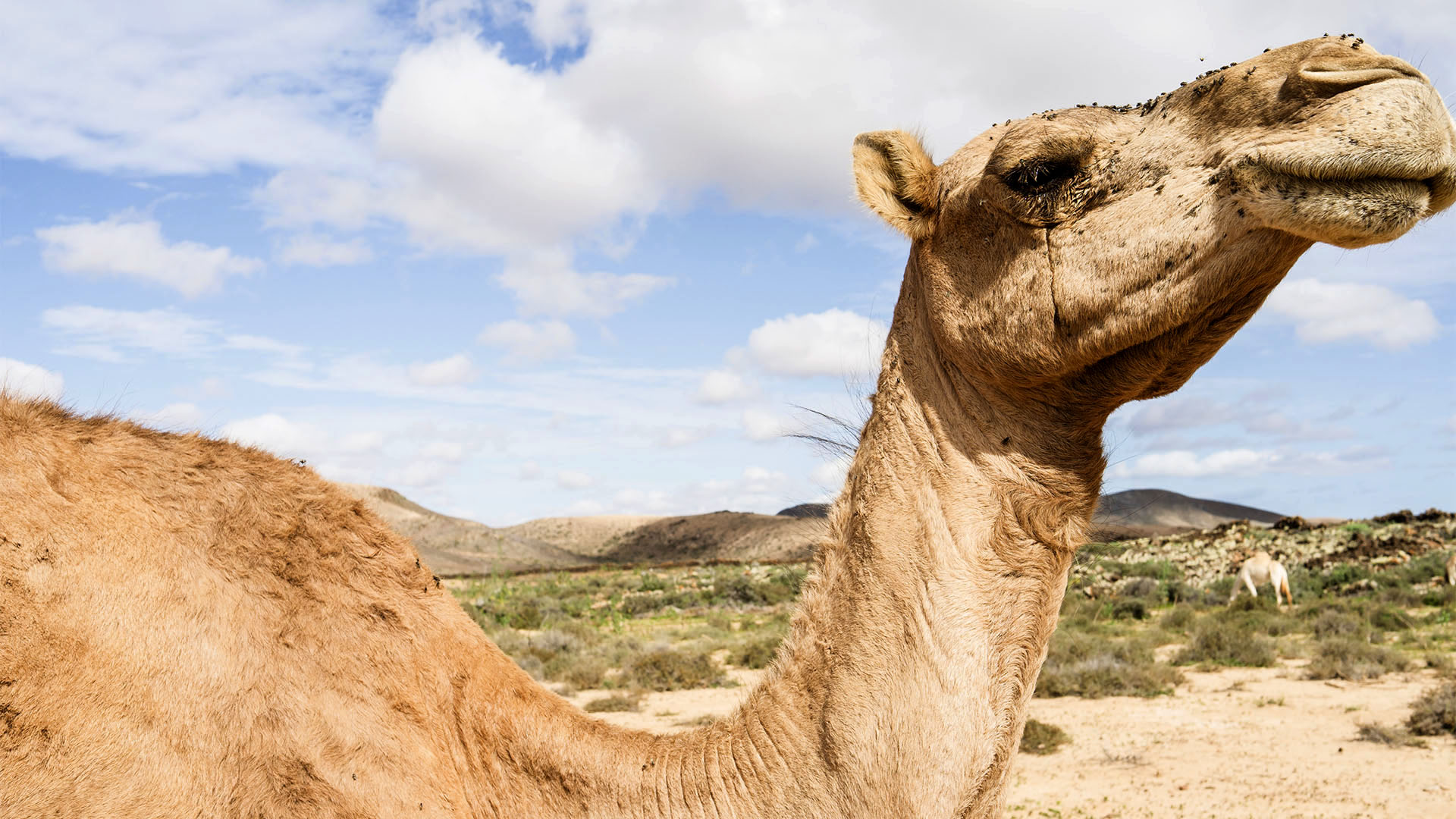 Sehenswürdigkeiten Fuerteventuras: Tiscamanita – Caldera de Gairía