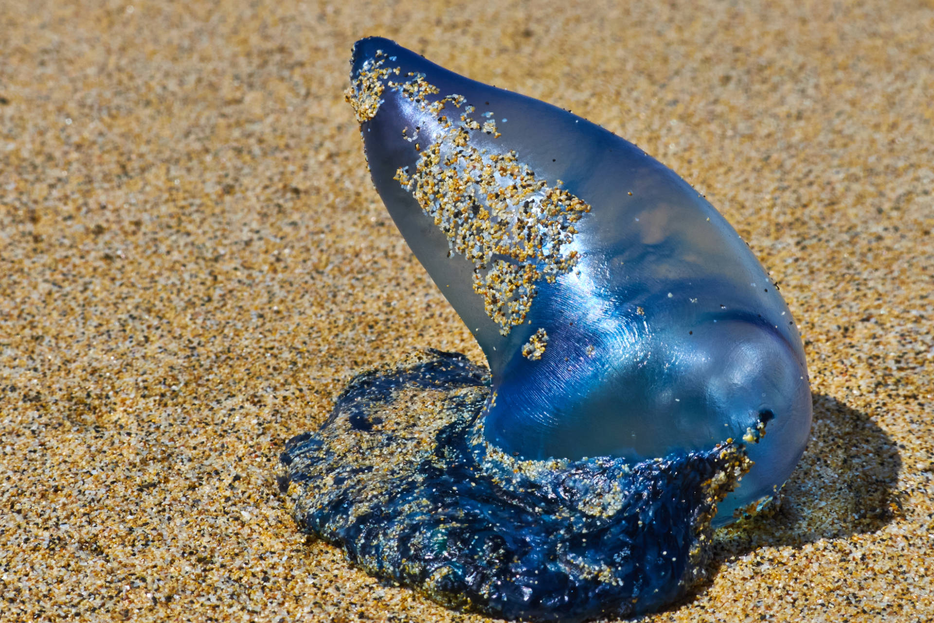 Die Portugiesische Galeere selten aber doch am Playa de Cofete. Schön aber nicht anfassen, giftig!